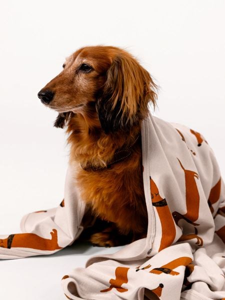 Grey baby blanket featuring an all-over brown Dog print wrapped around a long-haired dog.